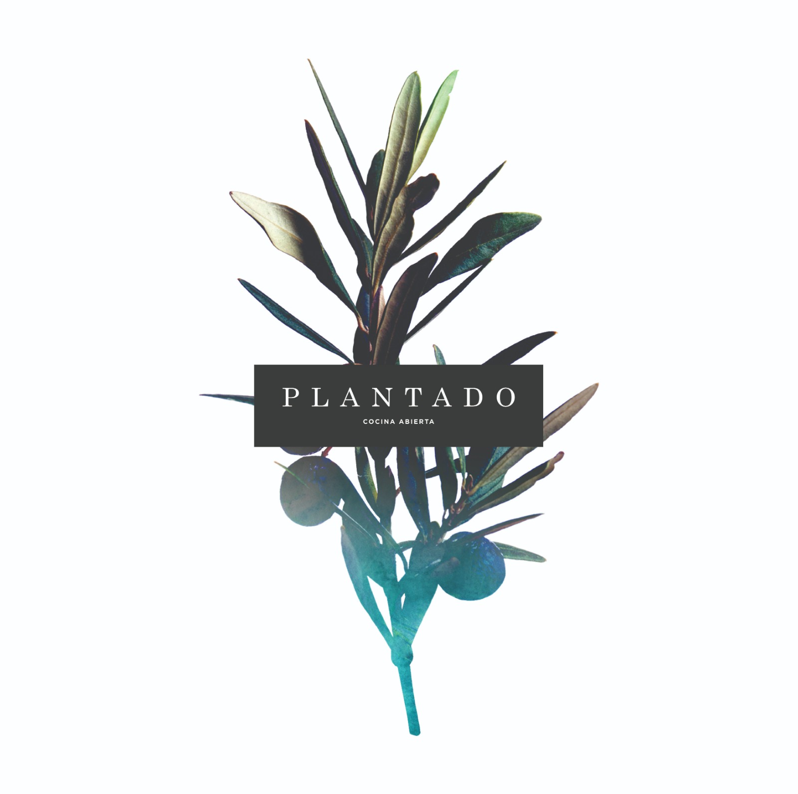Plantado Logo
